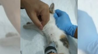 Belasan Kucing di Tasikmalaya Tewas Dimutilasi, Komunitas Ini Siapkan Hadiah Uang bagi yang Bisa Temukan Pelaku