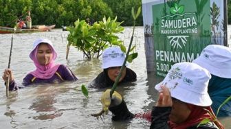 Samudera Indonesia Peduli Gandeng BWA Tanam 5 Ribu Mangrove untuk Atasi Abrasi di Kampung Beting