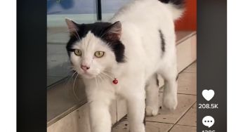 Penampakan Kucing Mirip Elvis Presley: Dibilang Belah Tengah dan Pakai Eyeliner