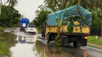 Protes Jalan Rusak Sering Makan Korban, Warga Peniraman Mempawah Tanam Pohon Pisang