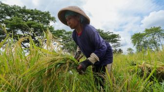 Ada Tambahan Subsidi Bunga 3% untuk KUR Pertanian, Petani Kian Mudah Dapat Kredit