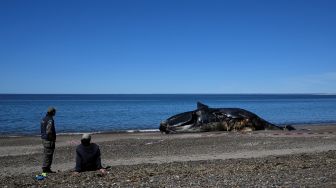 Penjaga hutan melihat melihat Paus Sikat Selatan (Eubalaena australis) yang mati dan terdampar di tepi pantai dekat Puerto Madryn, Provinsi Chubut, Argentina, Rabu (5/10/2022). [Luis ROBAYO/AFP]