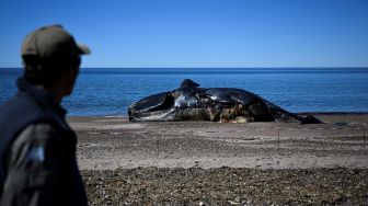 Seorang penjaga hutan melihat Paus Sikat Selatan (Eubalaena australis) yang mati dan terdampar di tepi pantai dekat Puerto Madryn, Provinsi Chubut, Argentina, Rabu (5/10/2022). [Luis ROBAYO/AFP]
