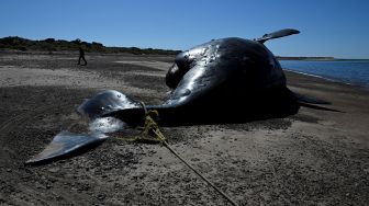 Seorang penjaga hutan melihat Paus Sikat Selatan (Eubalaena australis) yang mati dan terdampar di tepi pantai dekat Puerto Madryn, Provinsi Chubut, Argentina, Rabu (5/10/2022). [Luis ROBAYO/AFP]