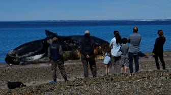 Warga melihat Paus Sikat Selatan (Eubalaena australis) yang mati dan terdampar di tepi pantai dekat Puerto Madryn, Provinsi Chubut, Argentina, Rabu (5/10/2022). [Luis ROBAYO/AFP]