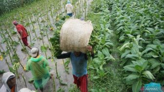 Rencana Kebijakan Pemerintah Ini Bikin Hidup Petani Tembakau Was-was