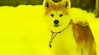 Bisakah Crypto Shiba Inu Jadi Andalan untuk Pensiun?