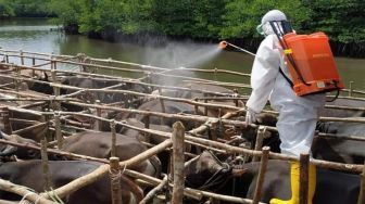 Pemprov Kepri Upayakan Lalu Lintas Hewan Ternak Bisa Kembali Normal