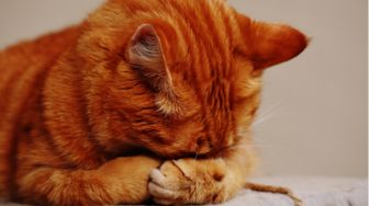 5 Alasan Induk Kucing Memakan Anaknya, Bikin Hati Terenyuh