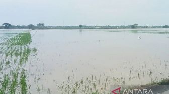 Sebanyak 450 Hektare Sawah di NTB Terdampak Banjir, Sebagian Terancam Gagal Panen