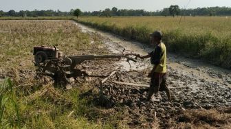 Kesulitan BBM, Petani Padi di PALI Tak Bisa Tanam