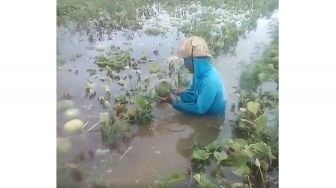 Petani Menangis Pegang Melonnya Terendam Banjir di Sawah, Berpotensi Kerugian Besar