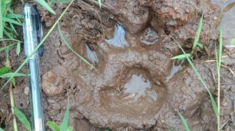 Ada Penemuan Jejak Harimau Sumatera di Agam, Masyarakat Diminta Waspada