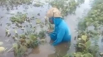 Petani Melon Nangis Terduduk Lemas gegara Tanaman Gagal Panen Terendam Banjir