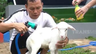 5 Potret Ayah Ojak Mandikan Si Beno, Kambing Kesayangan Ayu Ting Ting