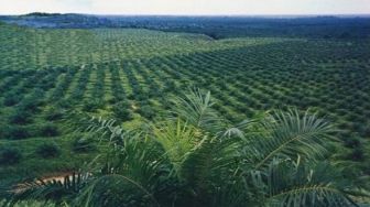 Kebun Sawit Riau Terluas se-Indonesia, 128 Perusahaan Belum Punya HGU