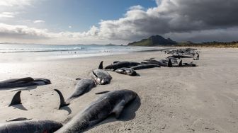 Penampakan puluhan bangkai paus pilot yang terdampar di pantai barat Kepulauan Chatham, Selandia Baru, Sabtu (8/10/2022). [TAMZIN HENDERSON / COURTESY OF TAMZIN HENDERSON / AFP]