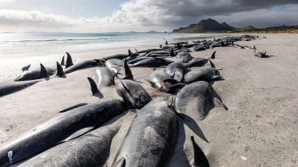 Penampakan puluhan bangkai paus pilot yang terdampar di pantai barat Kepulauan Chatham, Selandia Baru, Sabtu (8/10/2022). [TAMZIN HENDERSON / COURTESY OF TAMZIN HENDERSON / AFP]