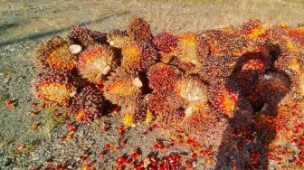 Siap Dipanen, Dua Warga Teluk Kepayang Ditangkap Curi Tandan Sawit Segar