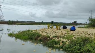 Kabar Jogja Hari Ini: Terungkap Pemilik Motor Misterius di Jembatan Srandakan, Banjir Buat Petani Rugi Puluhan Juta