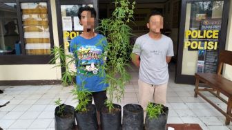 2 Warga Lampung Barat Tanam Ganja di Hutan Register