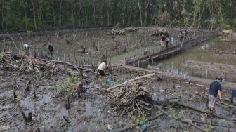 Walhi Lampung Menanam 500 Batang Mangrove di Pesisir Bandar Lampung