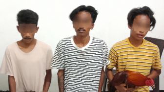 Lagi, Dua Pemuda Pencuri Ayam Jago Dibekuk Polisi
