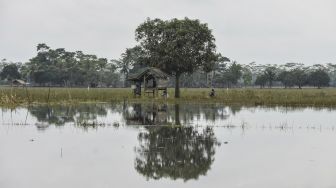 Ratusan Hektare Sawah di Pangandaran Terendam Banjir