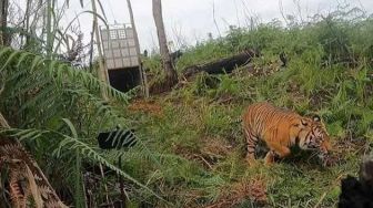 Harimau Sumatera 'Siti Mulye Putri Reuko' Dilepasliarkan ke Kawasan Hutan di Gayo Lues