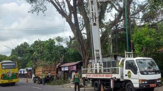 Antisipasi Pohon Tumbang Akibat Cuaca Ekstrem, DLH Kota Jogja Pastikan Rutin Lakukan Pemeliharaan