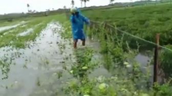 Pilu, Video Petani Semangka Menangis Gara-gara Kebunnya Terendam Banjir Menjelang Panen