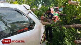 Tak Ada Angin Tak Ada Hujan, Tiba-tiba Pohon Tumbang Timpa Mobil dan Becak, Seorang Penumpang Becak Meninggal