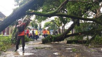 14 Pohon di Jakarta Tumbang Hari ini, Empat Orang Luka hingga Bangunan Rusak