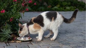 3 Bahaya Kucing Mengonsumsi Makanan Basi, Jangan Dianggap Remeh!