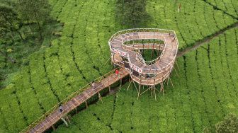 Melihat Wisata Alam Kebun Teh Tambi Sikatok di Wonosobo