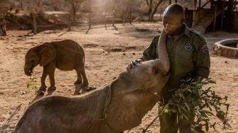  Penjaga membelai anak gajah di Suaka Gajah Reteti di Namunyak Wildlife Conservancy, Samburu, Kenya, Rabu (12/10/2022). [Luis Tato / AFP]