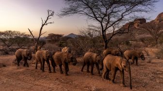 Anak-anak gajah jalan-jalan di pagi hari di Suaka Gajah Reteti di Namunyak Wildlife Conservancy, Samburu, Kenya, Kamis (13/10/2022). [Luis Tato / AFP]