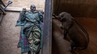 Penjaga gajah Kiapi Lakupanai beristirahat di samping anak gajah bernama Naesemare yang berusia 1 bulan di area karantina di Suaka Gajah Reteti di Namunyak Wildlife Conservancy, Samburu, Kenya, Rabu (12/10/2022). [Luis Tato / AFP]