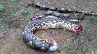 Hilang Beberapa Hari, Seorang Wanita di Tanjab Barat Ternyata Dimakan Ular Piton di Kebun Karet