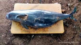 Seekor Finless Porpoise Ditemukan Mati di Perairan Dusun Kelapa Enam, Setra Kusumardana Minta Perhatian Berbagai Pihak