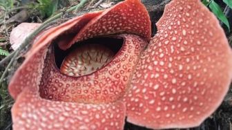 Langka, Bunga Raflesia Tumbuh Mekar di Perbukitan Paiker Empat Lawang