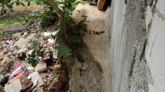 Kondisi Tembok Pondasi Pasca Longsor di Cipaku yang Sudah Satu Tahun Terbengkalai