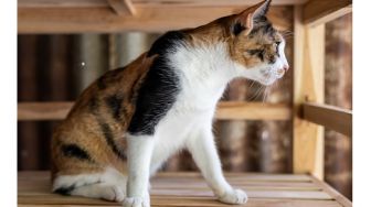 Membongkar Mitos, Mengapa Kucing Tiga Warna Jarang Ada yang Jantan