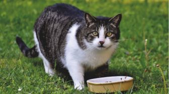 5 Makanan Manusia yang Tak Boleh Dikonsumsi Kucing, Bisa Sebabkan Kematian!