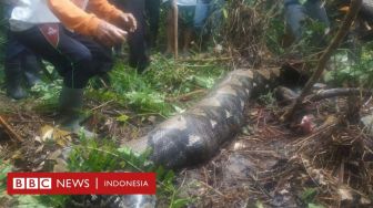 Piton Telan Penyadap Karet, Bagaimana Ular Bisa Menelan Manusia Utuh?