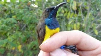 Peneliti Temukan Spesies Baru Sunbird di Wakatobi
