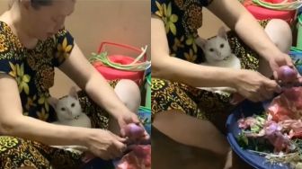 Kucing Ini Tiduran di Pangkuan Si Ibu yang Sedang Memasak, Warganet: Harta Keluarga Terancam Diambilalih