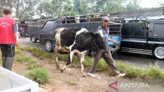 Kasus PMK Hewan Ternak Sudah Melandai di Kabupaten Boyolali, 5.612 Ekor Sapi Dinyatakan Sembuh