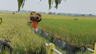 Petani Tuban Keluhkan Harga Jual Padi Anjlok Rp5.000/ Kilogram