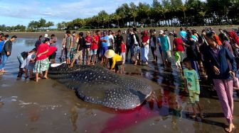 Geger! Ikan Hiu Tutul Berukuran 6 Meter Terdampar Mati di Pantai Ketapang Cilacap, Penyebab Kematian Masih Misterius